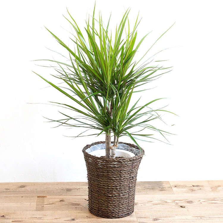 ドラセナコンシンネ