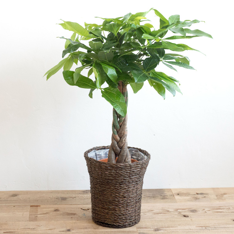 観葉植物