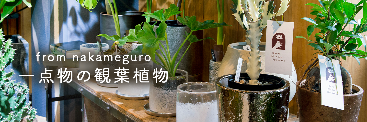 中目黒の観葉植物