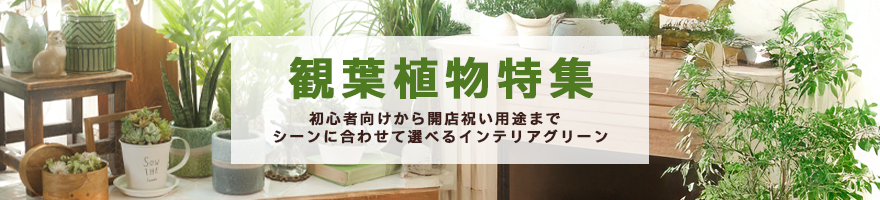 観葉植物特集