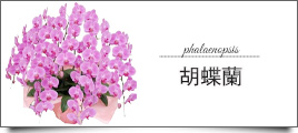 胡蝶蘭