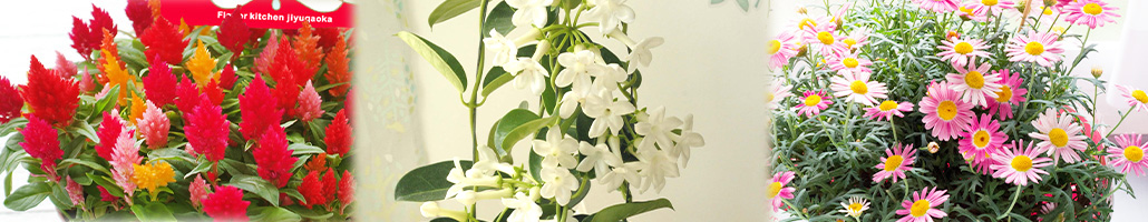 母の日に贈る ケイトウ　あじさい　マーガレット