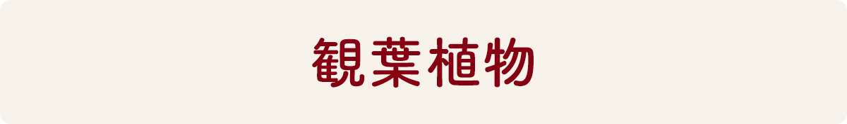 観葉植物