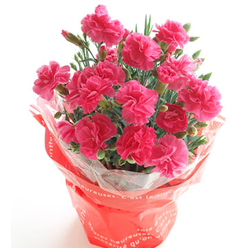 カーネーションについて