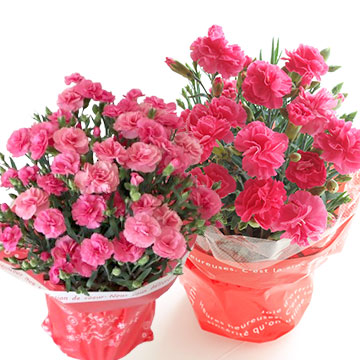 母の日ア花鉢