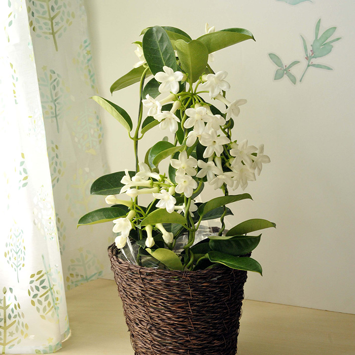 ジャスミンについて