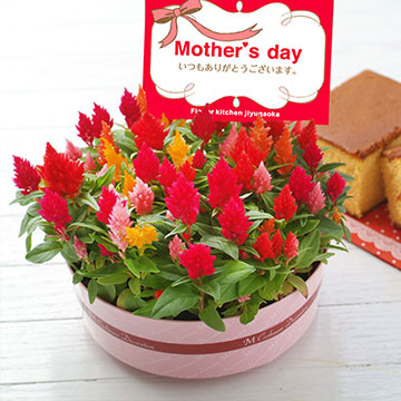 ケイトウについて