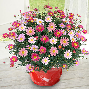 マーガレットについて