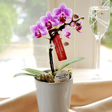 胡蝶蘭について