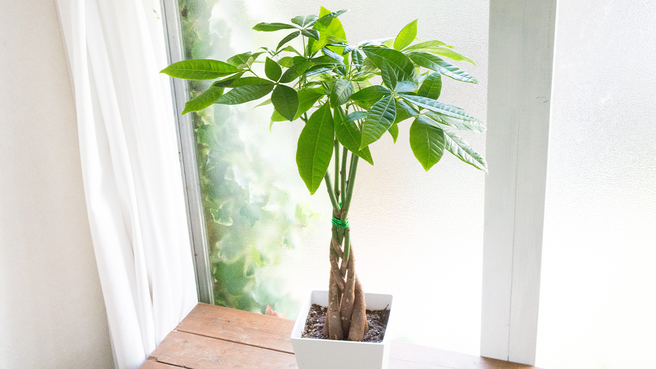 パキラの鉢植え