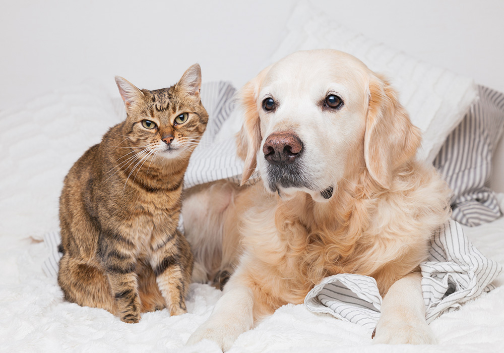 犬と猫