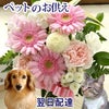 ガーベラのペットお供えアレンジ お悔やみ アレンジメント