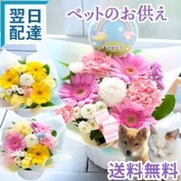 ガーベラのペットお供えアレンジ お悔やみ アレンジメント