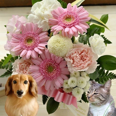 ガーベラのペットお供えアレンジ お悔やみ アレンジメント