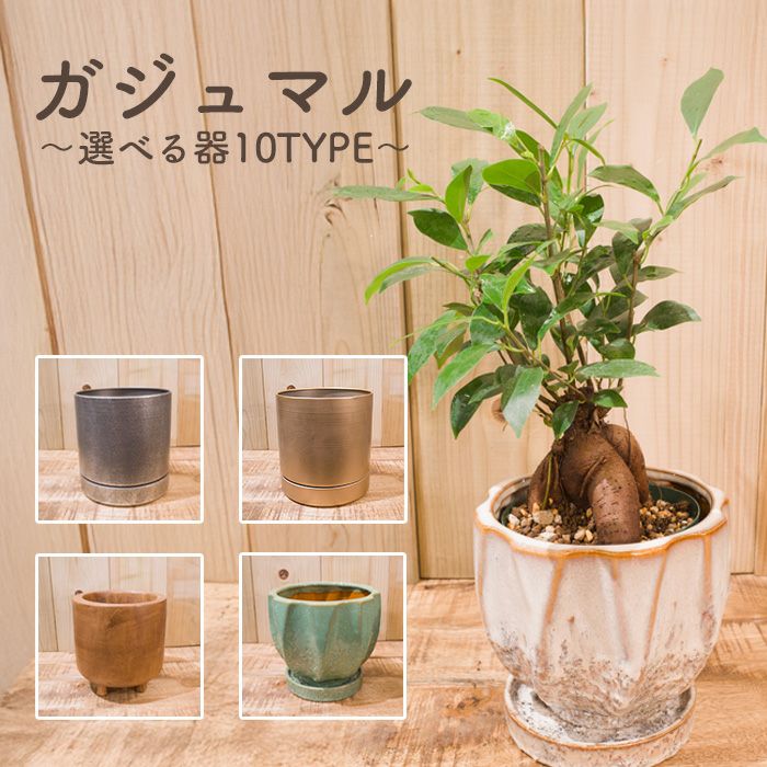 観葉植物 ガジュマル 5号 陶器鉢