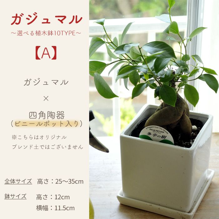 観葉植物 ガジュマル～選べる器10TYPE～ FKTK | Flower Kitchen JIYUGAOKA