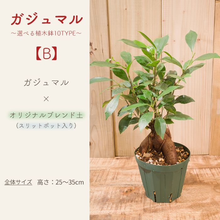 ガジュマル～選べる器10TYPE～ FKTK | Flower Kitchen JIYUGAOKA