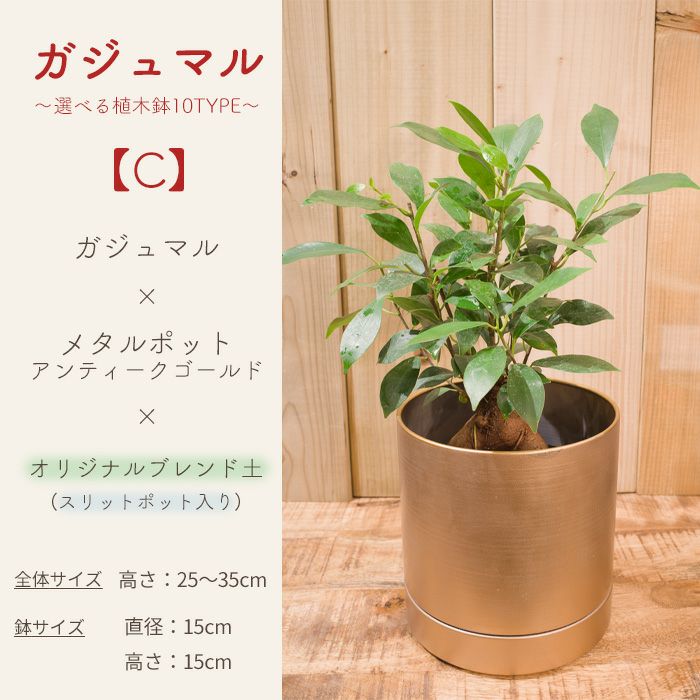 観葉植物 ガジュマル～選べる器10TYPE～ FKTK | Flower Kitchen JIYUGAOKA