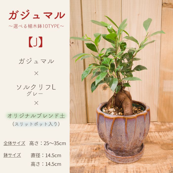 観葉植物 ガジュマル～選べる器10TYPE～ FKTK | Flower Kitchen JIYUGAOKA
