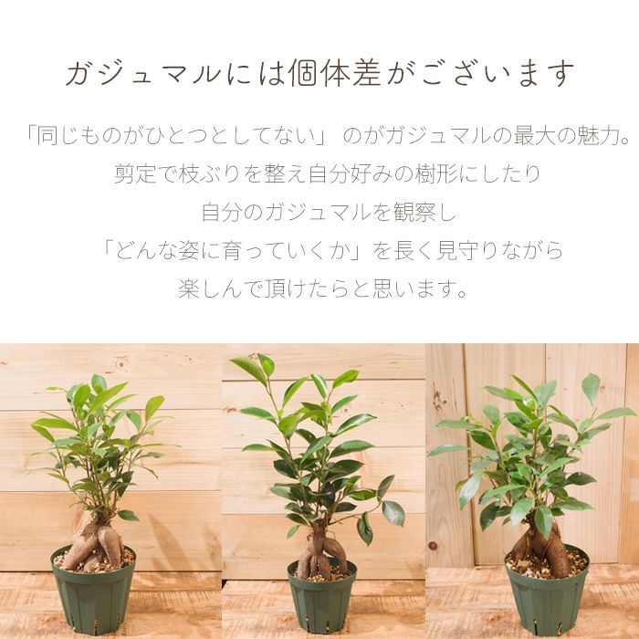 観葉植物 ガジュマル～選べる器10TYPE～ FKTK | Flower Kitchen JIYUGAOKA