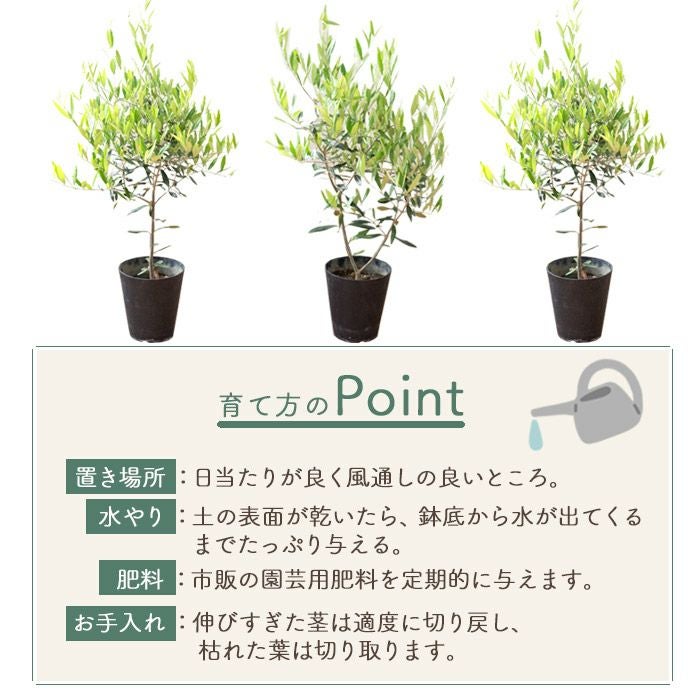 観葉植物 オリーブの木 品種おまかせオリーブ 6号鉢 かごなし FKTK
