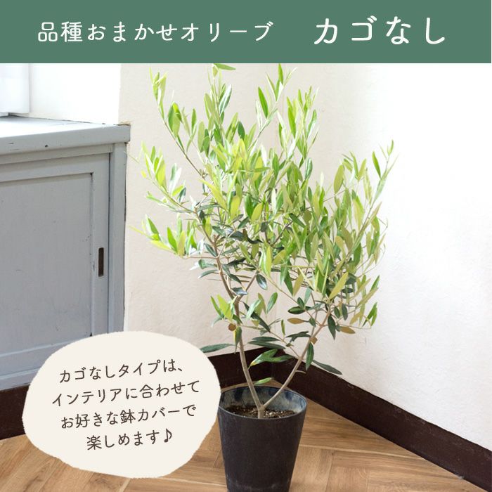 観葉植物 オリーブの木 品種おまかせオリーブ 6号鉢 かごなし FKTK