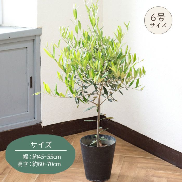 観葉植物 オリーブの木 品種おまかせオリーブ 6号鉢 かごなし FKTK