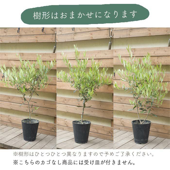 オリーブ鉢植え6号