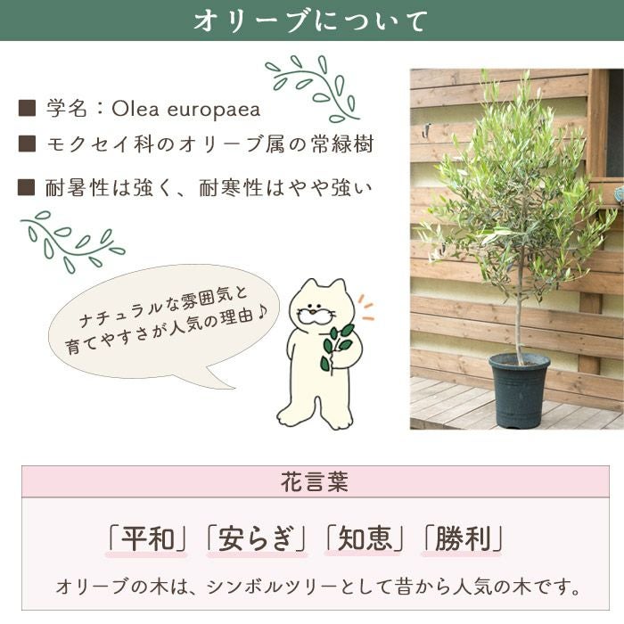 観葉植物 オリーブの木 品種おまかせオリーブ8号鉢 かごなし FKTK