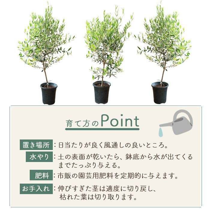 観葉植物 オリーブの木 品種おまかせオリーブ8号鉢 かごなし FKTK
