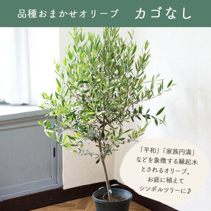 観葉植物 オリーブの木 品種おまかせオリーブ8号鉢 かごなし FKTK