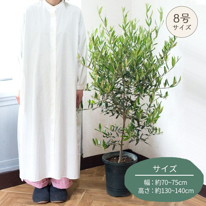観葉植物 オリーブの木 品種おまかせオリーブ8号鉢 かごなし FKTK