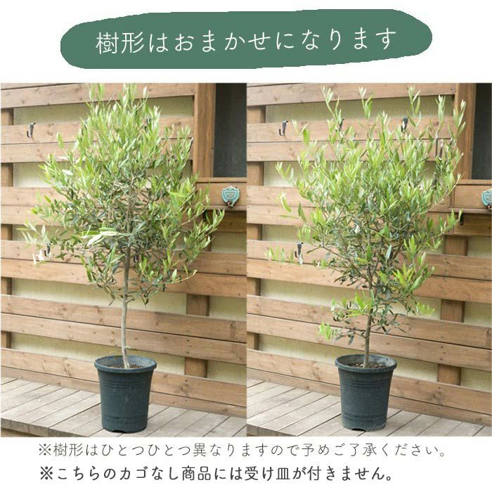 観葉植物 オリーブの木 品種おまかせオリーブ8号鉢 かごなし FKTK