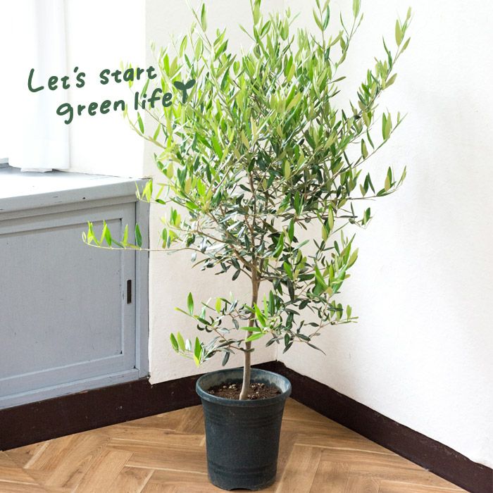 観葉植物 オリーブの木 品種おまかせオリーブ8号鉢 かごなし FKTK