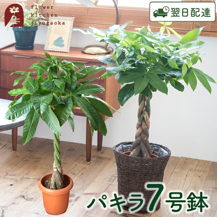 パキラ 鉢植え7号鉢 選べる観葉植物