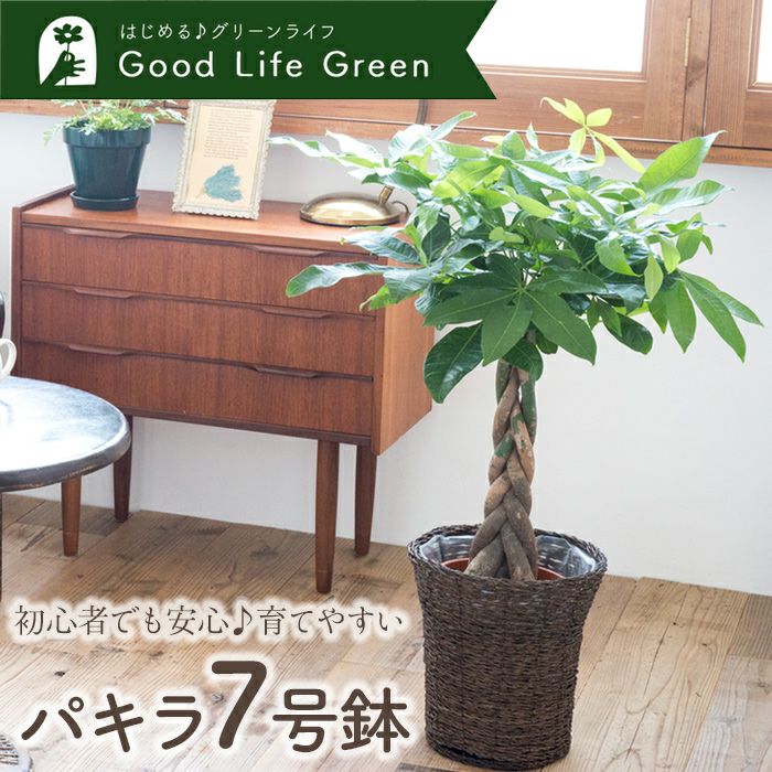 観葉植物 パキラ7号鉢 選べる2種類 FKTK | Flower Kitchen JIYUGAOKA