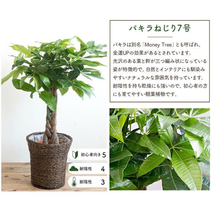 観葉植物 パキラ7号鉢 選べる2種類 FKTK | Flower Kitchen JIYUGAOKA
