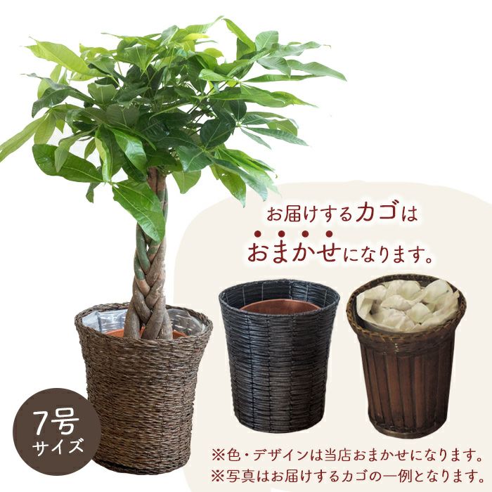 000000000203-08.jpg?size=l&w=