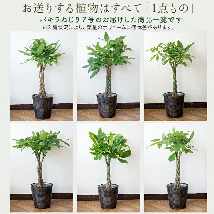 観葉植物 パキラ7号鉢 選べる2種類 FKTK | Flower Kitchen JIYUGAOKA