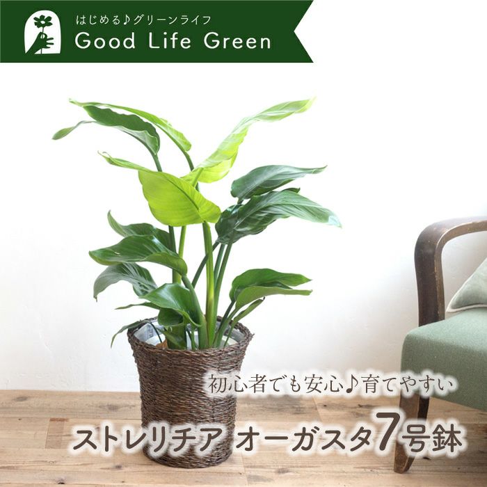 観葉植物 ストレチアオーガスタ7号鉢 おまかせカゴ FKTK | Flower