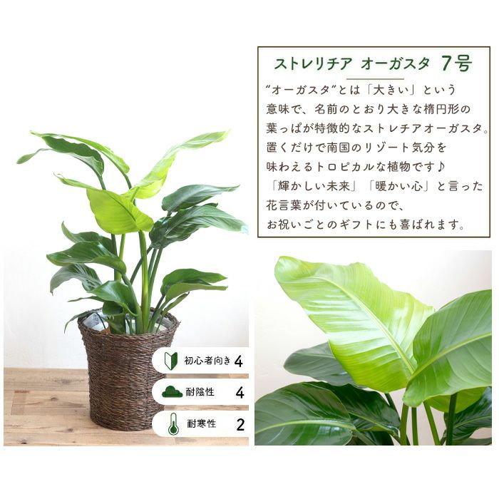 観葉植物 ストレチアオーガスタ7号鉢 おまかせカゴ FKTK | Flower