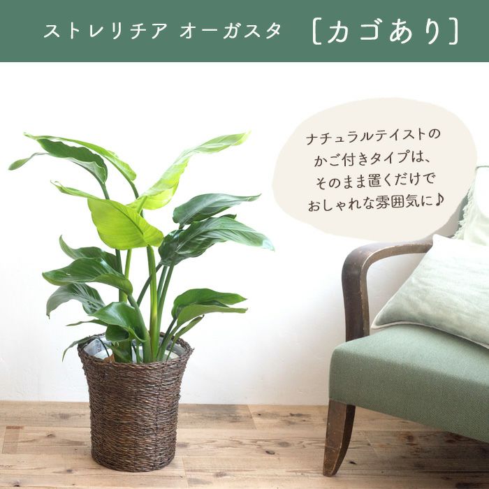 観葉植物 ストレチアオーガスタ7号鉢 おまかせカゴ FKTK | Flower