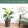  観葉植物 ストレリチアオーガスタ 7号鉢
