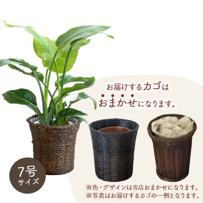 観葉植物 ストレチアオーガスタ7号鉢 おまかせカゴ FKTK | Flower
