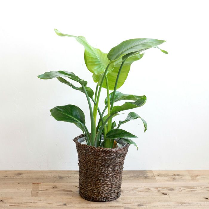観葉植物 ストレチアオーガスタ7号鉢 おまかせカゴ FKTK | Flower