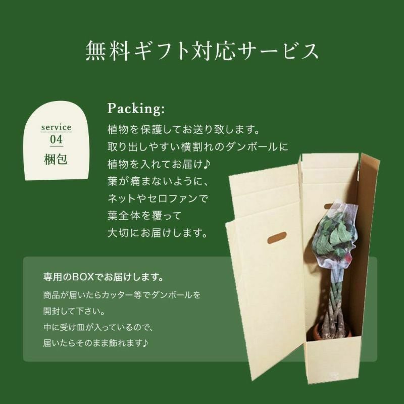 観葉植物 ストレチアオーガスタ7号鉢 おまかせカゴ FKTK | Flower