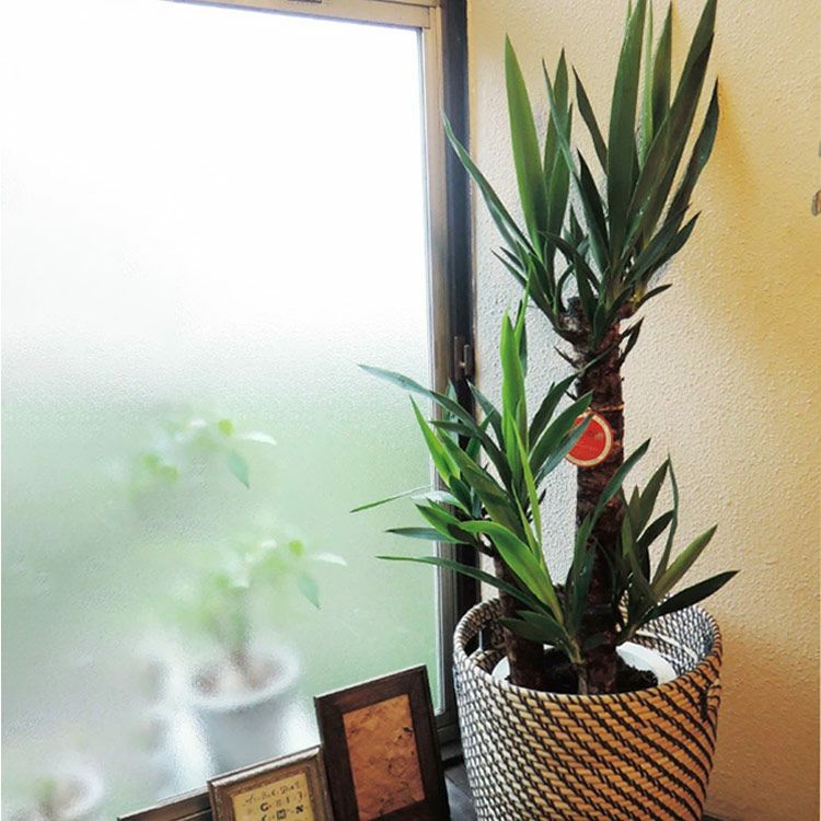 ユッカ の鉢植え7号鉢 モダンかご付き