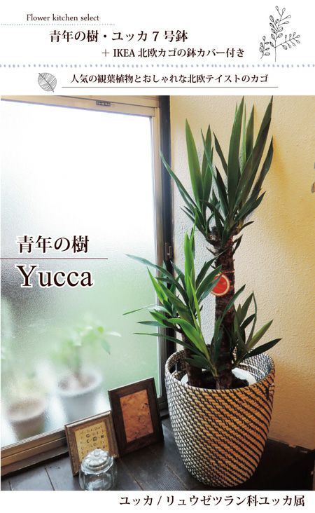 観葉植物ユッカ の鉢植え7号鉢 × IKEA北欧カゴ FKTK | Flower Kitchen