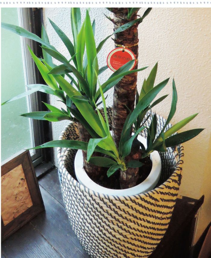 観葉植物ユッカ の鉢植え7号鉢 × IKEA北欧カゴ FKTK | Flower Kitchen