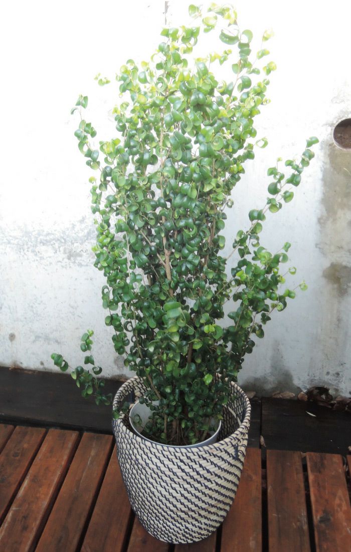 観葉植物 ベンジャミン バロック 7号鉢 ＋ 北欧スタイル ローグコルン